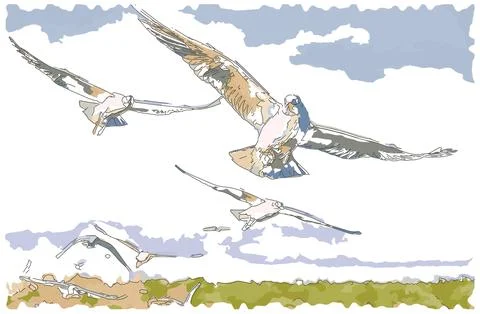 Flying seagulls Stock Illustration