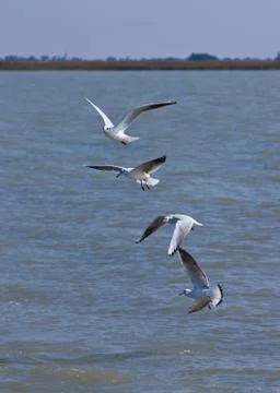 Flying seagulls on a lake Stock Photos