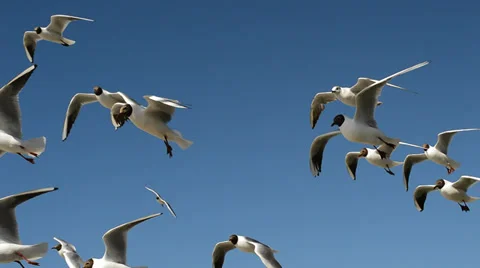 Flying seagulls over the blue sky Stock Footage 39538688