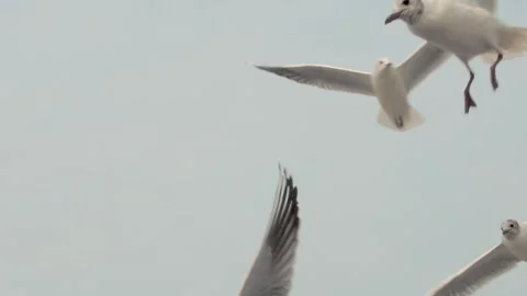 Flying seagulls over the sea Stock Footage 133425412