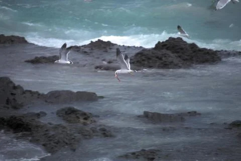 Flying Seagulls Stock Photos