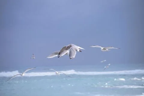 Flying Seagulls Stock Photos