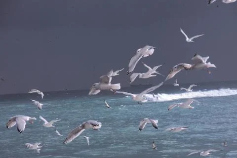 Flying Seagulls Fotos Stock