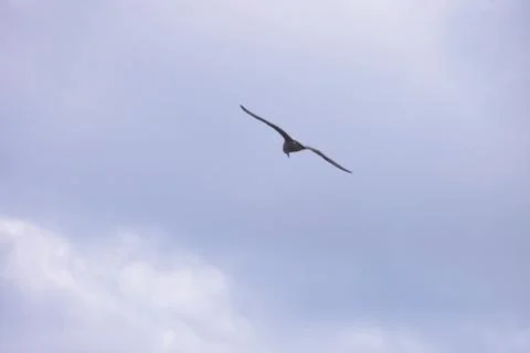 Flying Seagulls Stock Photos