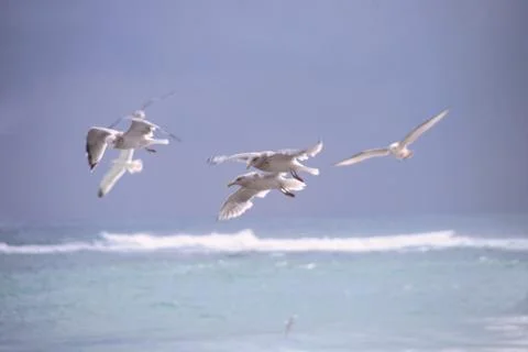 Flying Seagulls Stock Photos