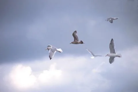 Flying Seagulls Stock Photos