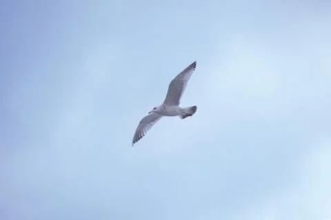 Flying Seagulls Stock Photos