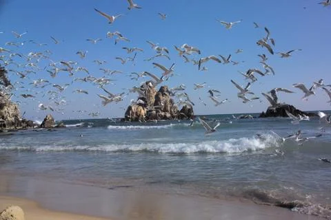 Flying Seagulls Stock Photos