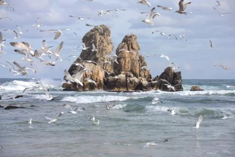 Flying Seagulls 写真素材