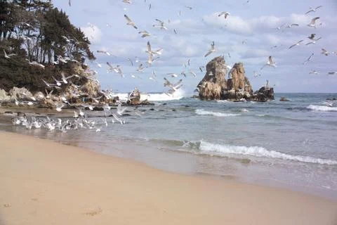 Flying Seagulls Photos