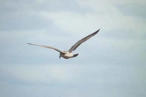 Flying Seagulls Stock Photos