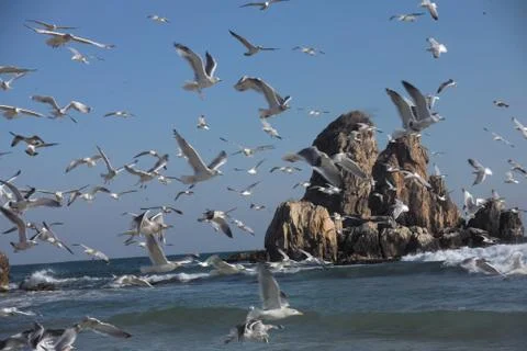 Flying Seagulls Fotos Stock