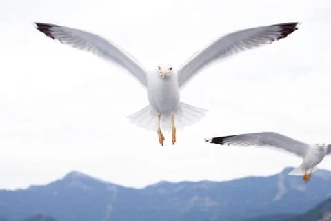 Flying seagulls Foto stock