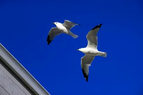 The flying seagulls Stock Photos