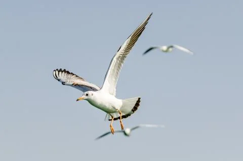 Flying Seagulls Stock Photos