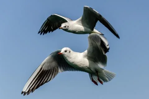 Flying Seagulls Stock Photos