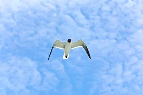 Flying seagulls Stock Photos