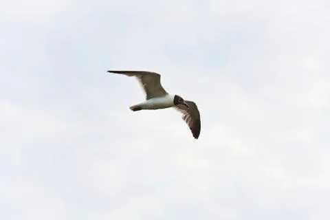 Flying seagulls Stock Photos