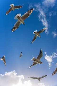 Flying Seagulls Stock Photos