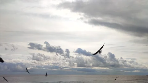 Flying seagulls on the seashore close-up Stock Footage 212892756