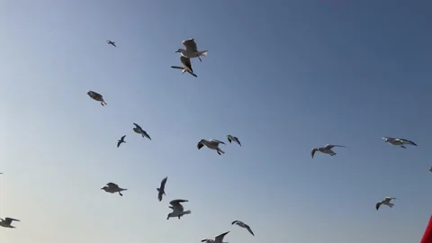 Flying Seagulls from Ship (Slow Motion) Stock Footage 239481935