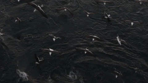 Flying seagulls - slow motion. Stock Footage 89959857