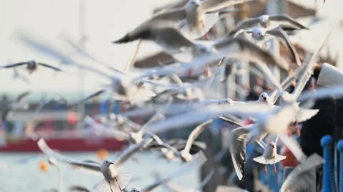 Flying seagulls in slow motion Stock Footage 294182642