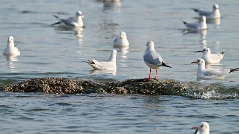 Flying seagulls in slow motion Stock-Footage 294182752