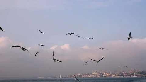 Flying seagulls in Stambul Video stock 103287766