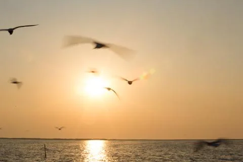 Flying Seagulls At Sunset Stock Photos