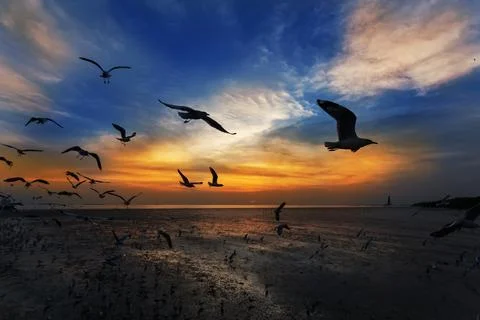 Flying seagulls in sunset Stock Photos