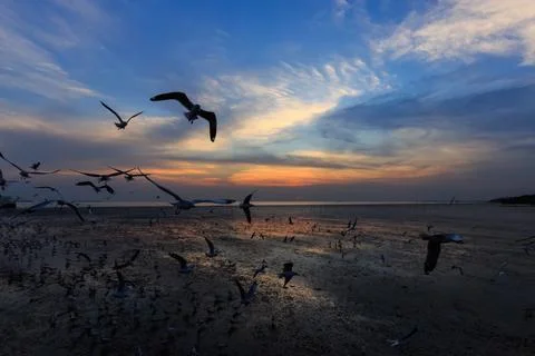 Flying seagulls in sunset Stock Photos
