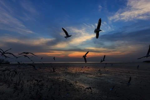 Flying seagulls in sunset Stock Photos