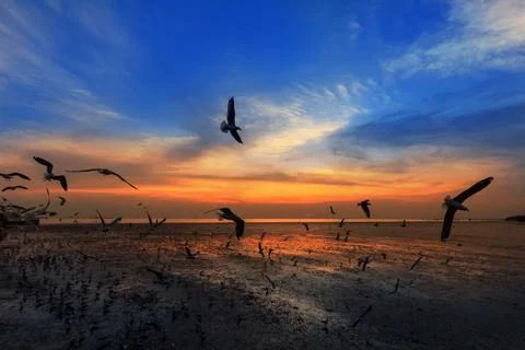 Flying seagulls in sunset Stock Photos
