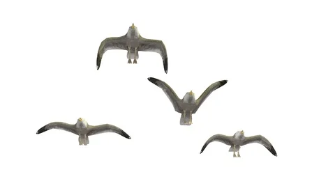 FLYING SEAGULLS UNDERSIDE VIEW B Video stock 101849010