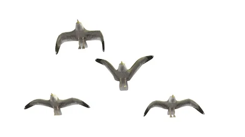 FLYING SEAGULLS UNDERSIDE VIEW F Video stock 101849600