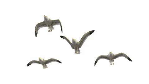 FLYING SEAGULLS UNDERSIDE VIEW Video stock 101849747