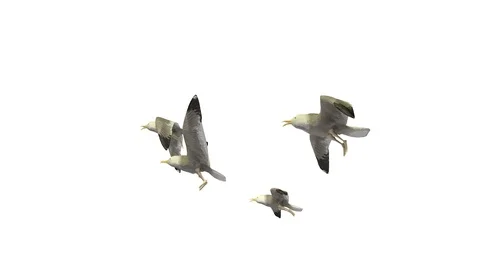 FLYING SEAGULLS UNDERSIDE VIEW H Stock-Footage 101852433