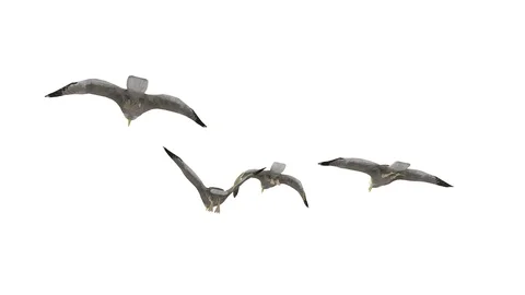 FLYING SEAGULLS UNDERSIDE VIEW J Vídeos de archivo 101852616