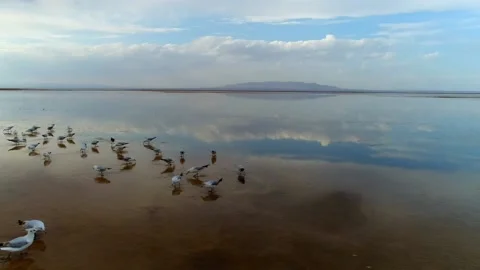 Flying seagulls on the wet ground Stock Footage 137573392