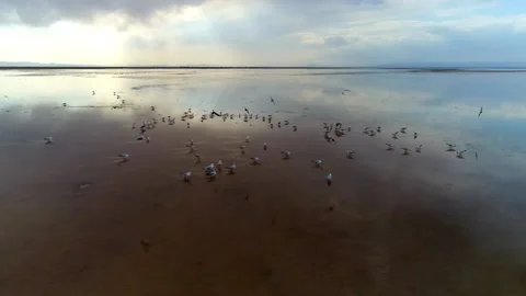 Flying seagulls on the wetland Stock Footage 137572333