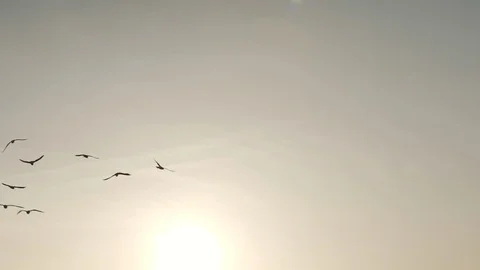 Flying seaguuls over sky Stock Footage 95936277