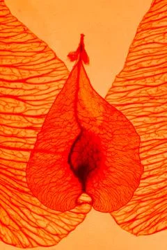 Flying seed between two wings in dark orange backlight lighting macro view Stock Photos
