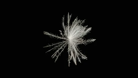 Flying Seed Spinning On A Black Background Video stock 234553340