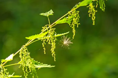Flying seed on a stinging nettle Stock Photos