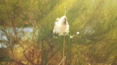 Flying Seeds of a cattail (Typha latifolia) Stock Footage 150213397