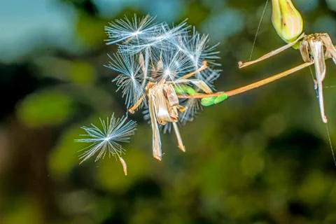 Flying seeds Stock Photos