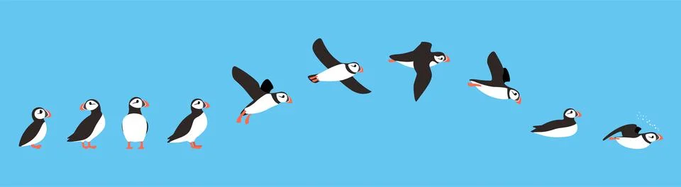 Flying sequence of puffin, multiple exposure, vector 스톡 일러스트