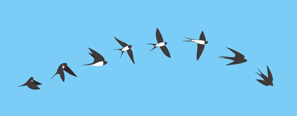 Flying sequence of swallow, multiple exposure, vector Stock Photos