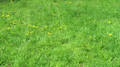 Flying shoe Stock Footage 397196